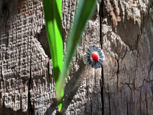 FL26 SS ring with Coral